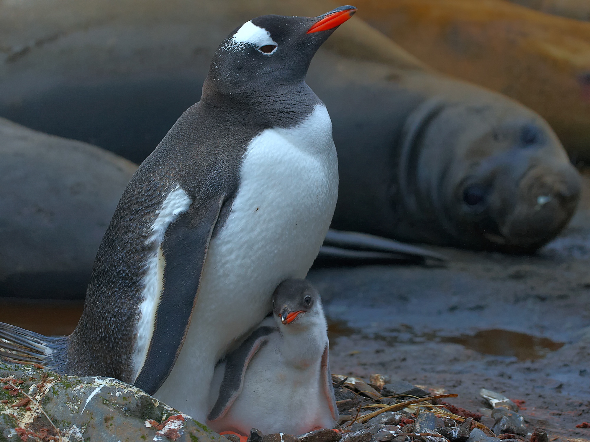 Eselspinguin mit Nachwuchs